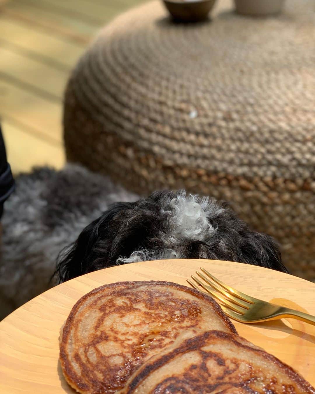 ジェニファー・エスポジートさんのインスタグラム写真 - (ジェニファー・エスポジートInstagram)「Someone is coming for my pancakes. Attack of the 13lb Goose. Eat more pancakes! #grainfree #vegan #nutfree #happycakes」6月3日 0時50分 - jesposito