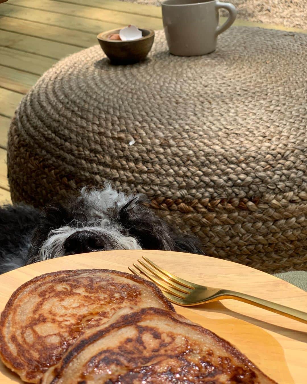 ジェニファー・エスポジートさんのインスタグラム写真 - (ジェニファー・エスポジートInstagram)「Someone is coming for my pancakes. Attack of the 13lb Goose. Eat more pancakes! #grainfree #vegan #nutfree #happycakes」6月3日 0時50分 - jesposito