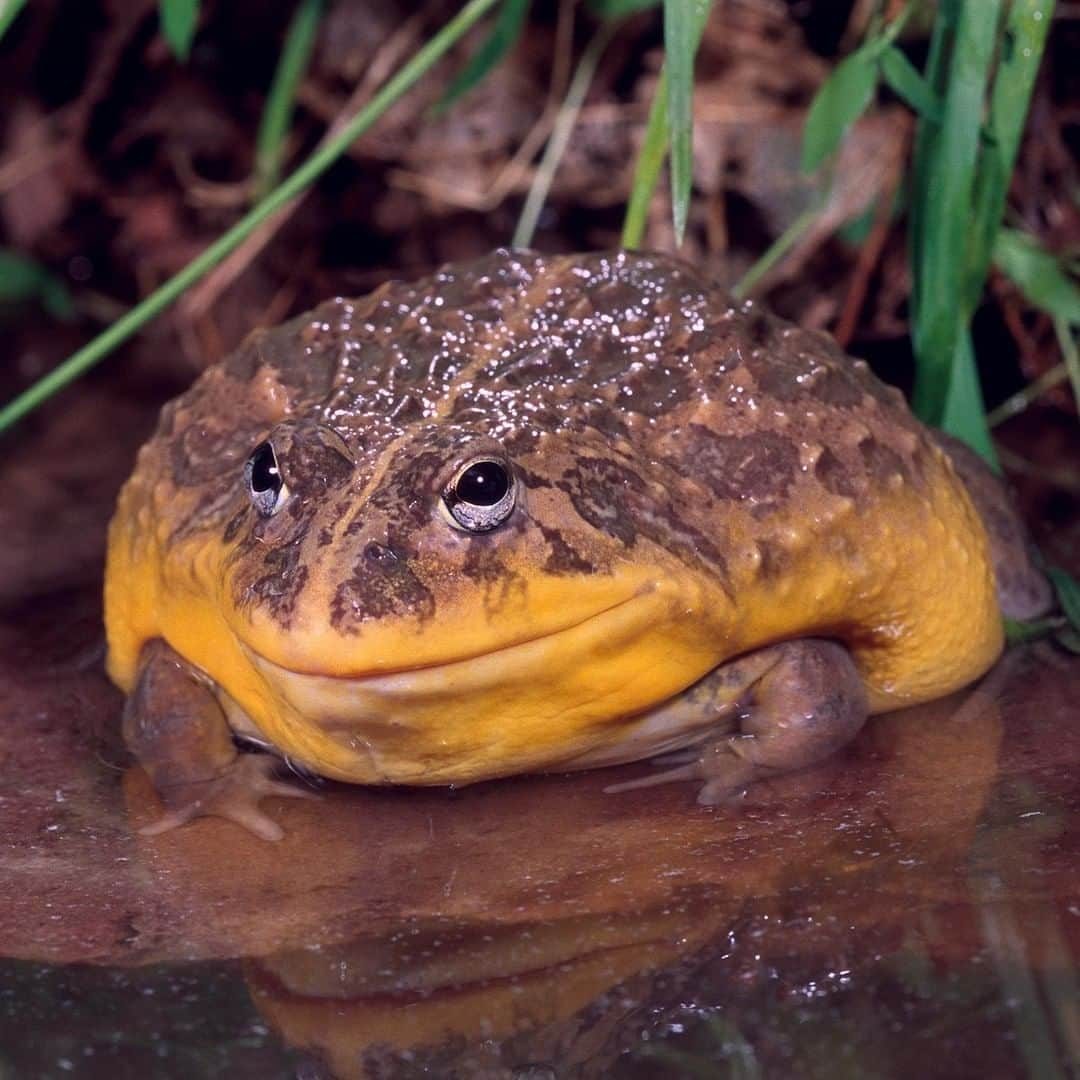 アニマルプラネットさんのインスタグラム写真 - (アニマルプラネットInstagram)「This African bullfrog is a post-indulgence mood! This is the LARGEST bullfrog in southern Africa. They sometimes get as big as a dinner plate!! . . . . . #animalplanetupclose  #animalsofinstagram #animalplanet #animaloftheday #wild #wildlife #outdoors #animals #wildanimals #conservation #nature #animallovers #instanature #wildgeography #frog #amphibian #bullfrog」6月3日 1時00分 - animalplanet