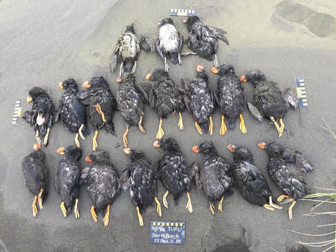 VICEさんのインスタグラム写真 - (VICEInstagram)「As many as 8,800 birds in the Bering Sea starved to death in late 2016, in part due to the climate crisis, says a new study. Tufted puffins suffered the biggest losses, making up 79 percent of recovered birds, while crested auklets made up 11 percent. Link in bio via @motherboardvice. 📸: Aleut Community of St Paul Island Ecosystem Conservation Office」6月3日 1時00分 - vice