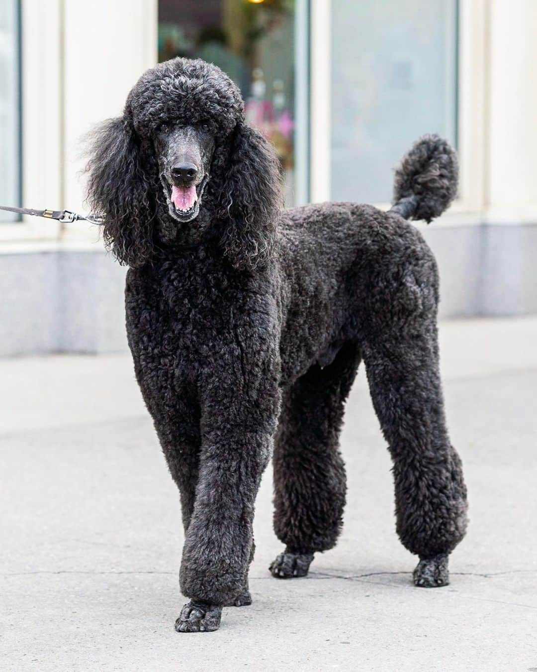 The Dogistさんのインスタグラム写真 - (The DogistInstagram)「Nico, Standard Poodle (8 y/o), Houston & Wooster St., New York, NY • “He doesn’t care that much about food for a dog.”」6月3日 1時04分 - thedogist