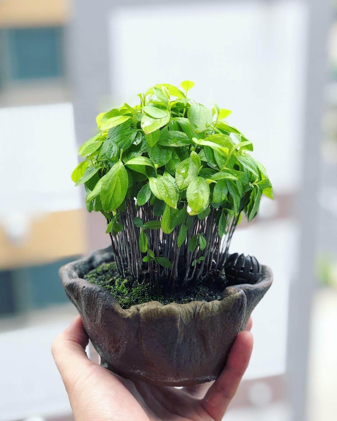 金成公信のインスタグラム：「なんか美味しそう。#盆栽 #bonsai #カマツカ #kamatsuka #pourthiaeavillosa #bonsaijapan #japanesebonsai #wabisabi #bonsailovers #bonsailife #bonsaitree #plants #tree」