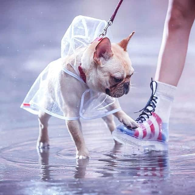 French Bulldogさんのインスタグラム写真 - (French BulldogInstagram)「﻿No more wet fur! 🌧 Protect your French Bulldog from the rain in Frenchie World® Transparent waterproof raincoat 🌧☔ . . . . #frenchie #frenchieoftheday #französischebulldogge#franskbulldog #frenchbull #fransebulldog #frenchbulldog#frenchiepuppy #dog #dogsofinstagram #petstagram#puppy #puppylove #bully #bulldog #bullyinstafeature#bulldogfrances #フレンチブルドッグ #フレンチブルドッグ #フレブル #ワンコ #frenchyfanatics #frenchiesgram#frenchbulldogsofinstagram #frenchiesoverload#ilovemyfrenchie #batpig #buhi #squishyfacecrewbulldog」6月3日 1時28分 - frenchie.world