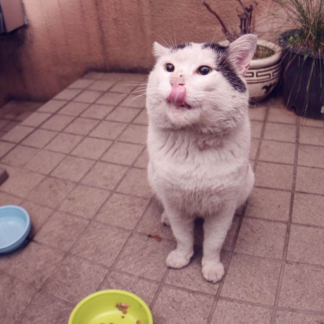 Kachimo Yoshimatsuさんのインスタグラム写真 - (Kachimo YoshimatsuInstagram)「ごちそうさまでした！ #uchinonekora #nanakuro #sotononekora  #neko #cat #catstagram #kachimo #猫 #ねこ #うちの猫ら http://kachimo.exblog.jp」6月3日 1時29分 - kachimo
