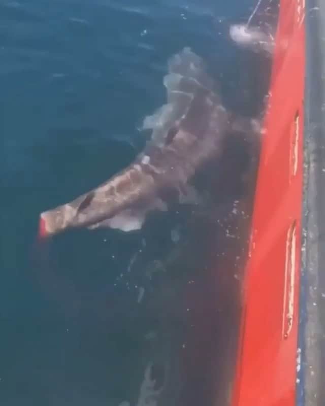 ティモシー・サイクスのインスタグラム：「Repost from @savethereef ⚠WARNING GRAPHIC IMAGES⚠ Please share this video far and wide and tag people who need to see it so EVERYONE can see what true ignorance looks like as these idiots are destroying our marine life ecosystem. Sadly, it’s this kind of senseless killing that will be the end of our marine life, environment and eventually our own species too unless we change RIGHT AWAY! It’s absolutely disgusting that 2 fishermen recorded and laughed as another cuts off the tail (caudal fin) of what looks like a Greenland Shark. One of the fisherman can be heard yelling “Good luck trying to swim, you bastard” while the other laughs as the mutilated #shark tries to escape. Greenland sharks are the longest living vertebrates on Earth, living between 300-500 years and are believed to have unique genes that could hold the secret to long life for us humans too. Unfortunately, they don’t reach breeding age until 150 years so their population is very low even without humans condemning them to death by cutting off their fins like you see in this video. It’s also speculated that their population is low because this shark species is fished for its liver oil in the Scandinavian region. Thankfully, these men were promptly fired from their jobs on board and it also seems that the men broke several laws and could face up to a million ISK (roughly $8,000) in fines on animal cruelty charges…but hardly enough for this horrific act that shows what we are doing to sharks all over the world which must be stopped through all of us spreading awareness that we won’t tolerate this kind of behavior anymore! Thanks for the video @oceanskeepers we must work together to help these poor creatures before it’s too late! #savethesharks #saveourseas #endanimalcruelty #savethereef」