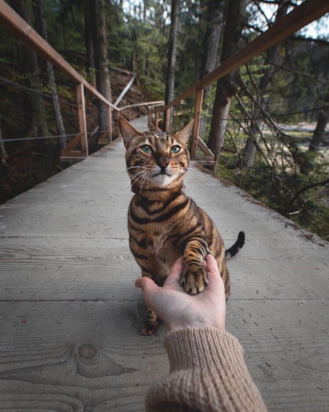 Canon Photographyさんのインスタグラム写真 - (Canon PhotographyInstagram)「This beautiful cat, Yuma, gets taken on some amazing adventures! Where’s the craziest place you’ve taken a pet?  Photography | @yuma_and_laura  #canon_photos #catsofinstagram #animallovers #petsofinstagram #pettravel #catstagram #dolomites」6月3日 1時41分 - cpcollectives
