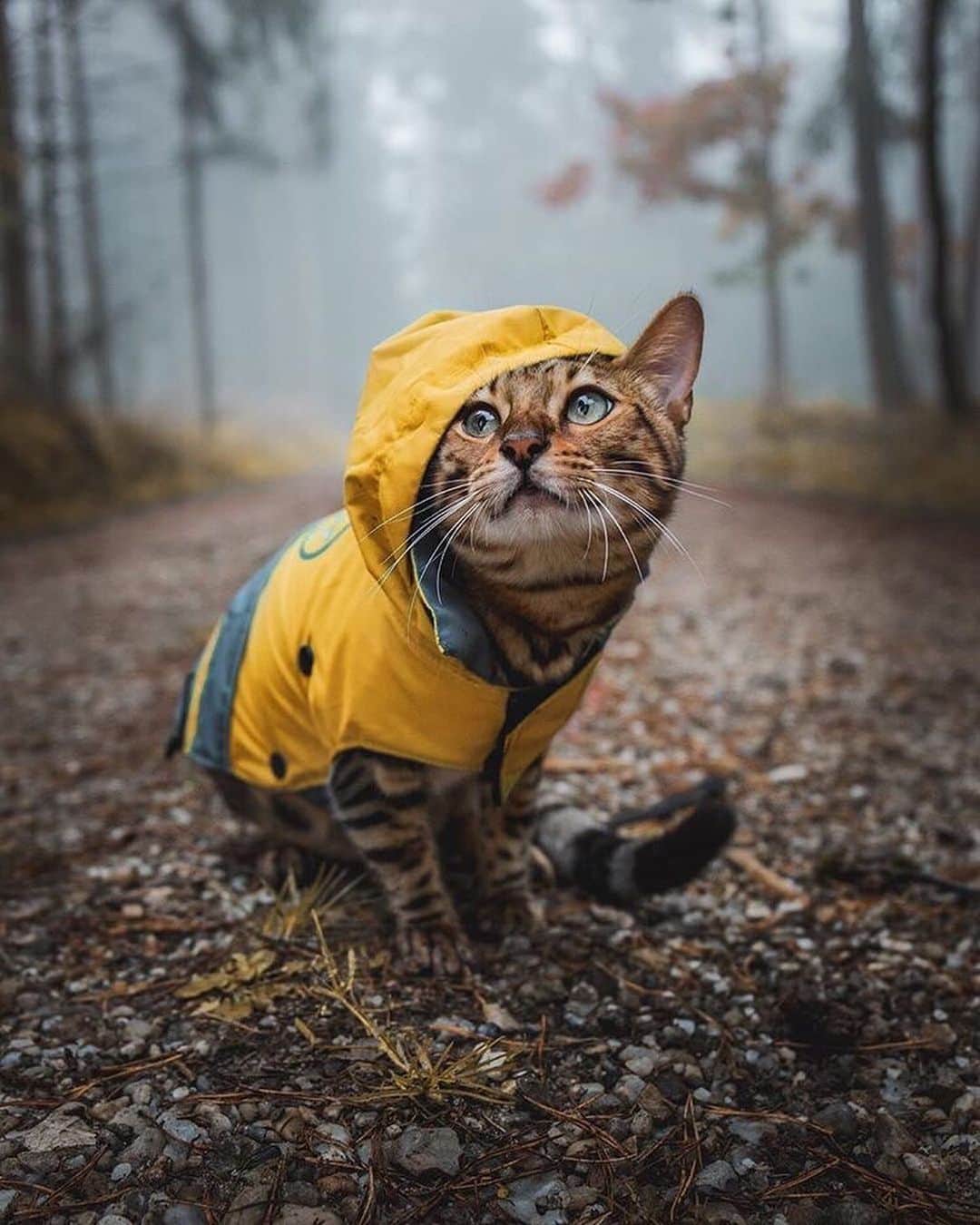 Canon Photographyさんのインスタグラム写真 - (Canon PhotographyInstagram)「This beautiful cat, Yuma, gets taken on some amazing adventures! Where’s the craziest place you’ve taken a pet?  Photography | @yuma_and_laura  #canon_photos #catsofinstagram #animallovers #petsofinstagram #pettravel #catstagram #dolomites」6月3日 1時41分 - cpcollectives