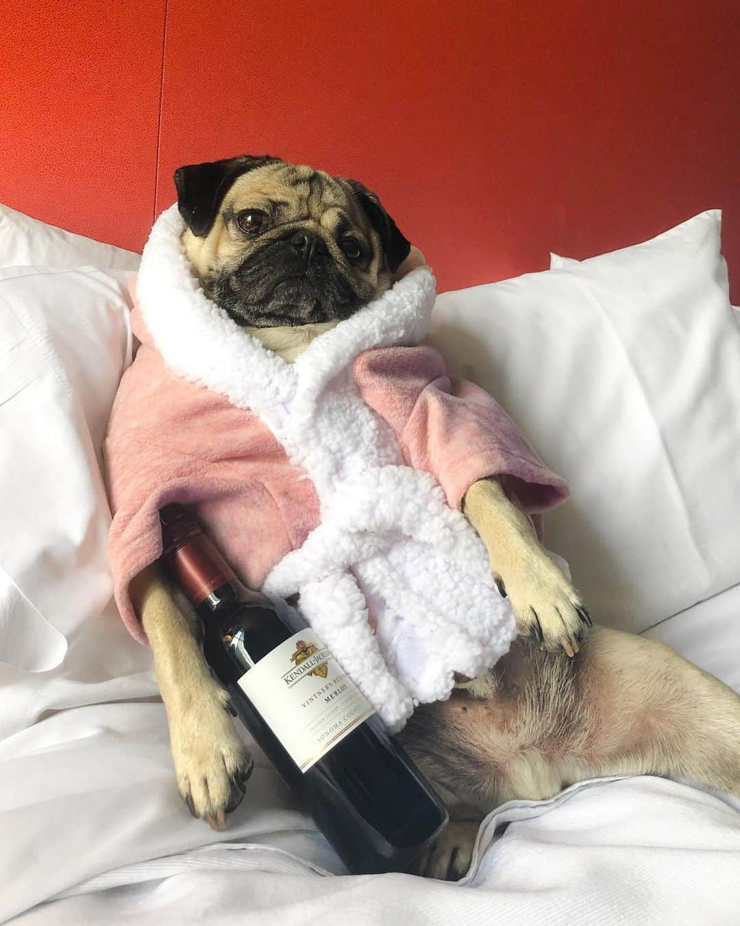 itsdougthepugさんのインスタグラム写真 - (itsdougthepugInstagram)「“‪The weekend isn’t over until I say it’s over‬” -Doug」6月3日 1時47分 - itsdougthepug