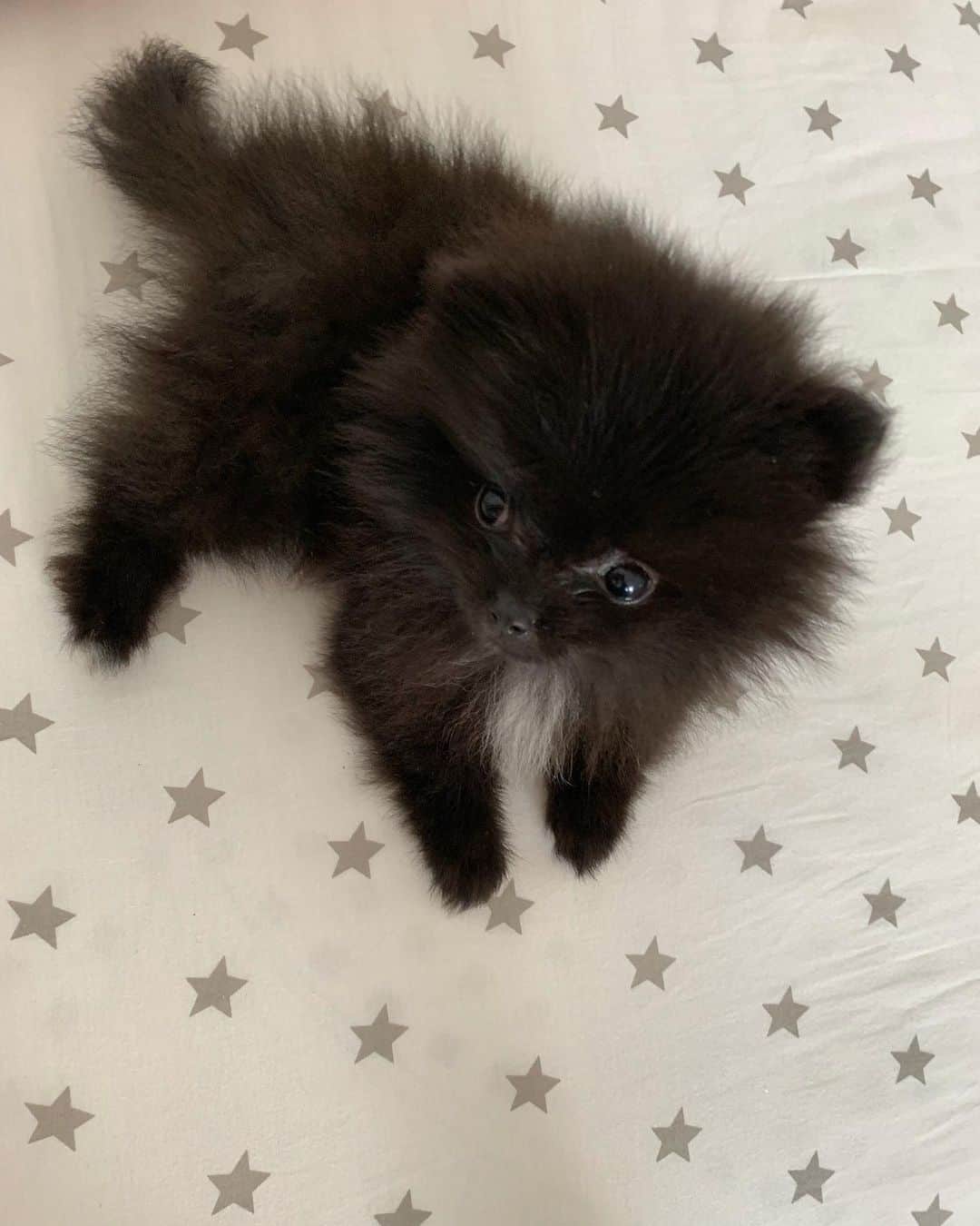 Giovanna Antonelliのインスタグラム：「Coisinha mais linda da vida gente!!!!!!!!!!!!!! 🐶」