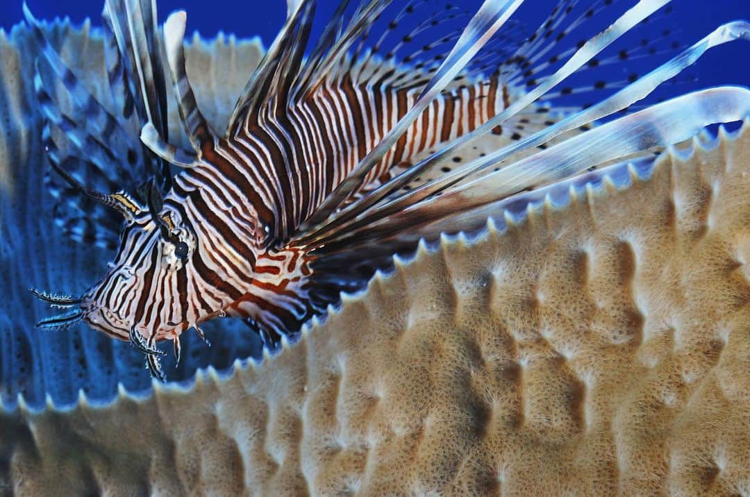 National Geographic Creativeさんのインスタグラム写真 - (National Geographic CreativeInstagram)「Photo by @brianskerry | An invasive species, the red lionfish, swims near a coral reef off Turneffe Atoll, Belize. Red lionfish are native to the reefs and rocky crevices of the Indo-Pacific, although they've found their way to warm ocean habitats worldwide. #Lionfish #CoralReef #Belize」6月3日 2時08分 - natgeointhefield