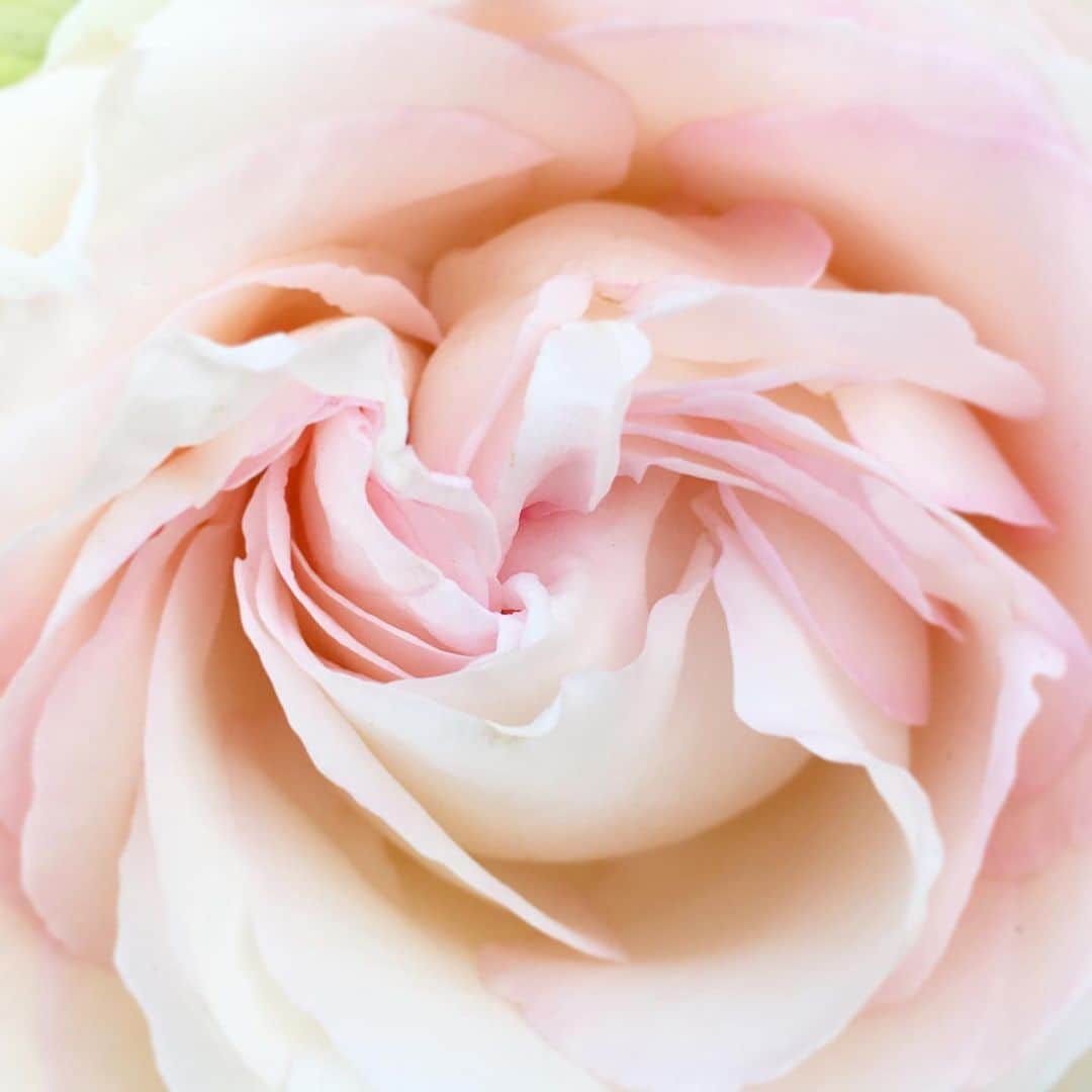 みりどる乙夜さんのインスタグラム写真 - (みりどる乙夜Instagram)「白とか淡い色のバラが好き #flower #rose #rosegarden #pinkroses #iphonecamera #flowerstagram #beautiful #beautifulworld #holiday #beautifulflower #japan #spring #sunset #closeup #バラ #バラ園 #夕方 #休日 #花 #スマホで撮影 #接写」6月3日 12時02分 - itsuya_miridoru