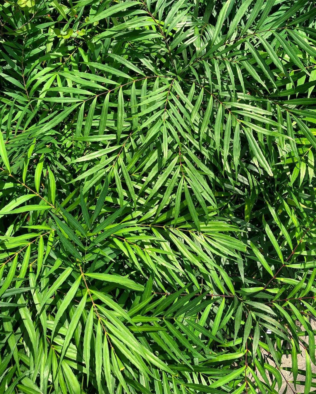 宍戸開のグルメインスタ