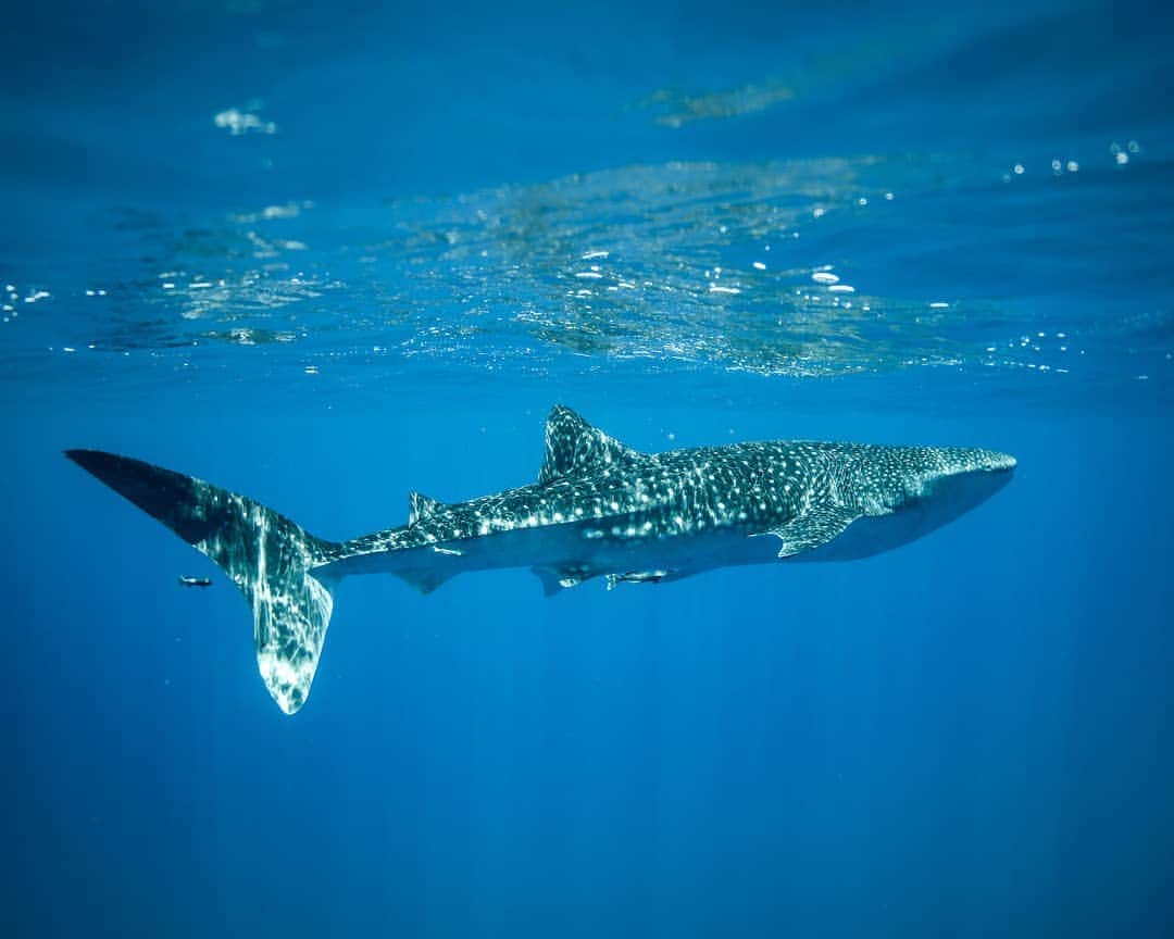 And Youさんのインスタグラム写真 - (And YouInstagram)「The Guinness Book of Records has the World's Largest fish (a Whale Shark) registered as 12.65 meters which are 41 feet 6 inches. However, there are versions that whale sharks could reach up to 60 feet, but this is not confirmed. . . . . . . . . . . . . #oceanlife #underwaterphotography #sealife #whaleshark #oahutours #oceantours #dolphinsandyou #oahu #hawaii #unrealhawaii」6月3日 4時17分 - dolphinsandyou
