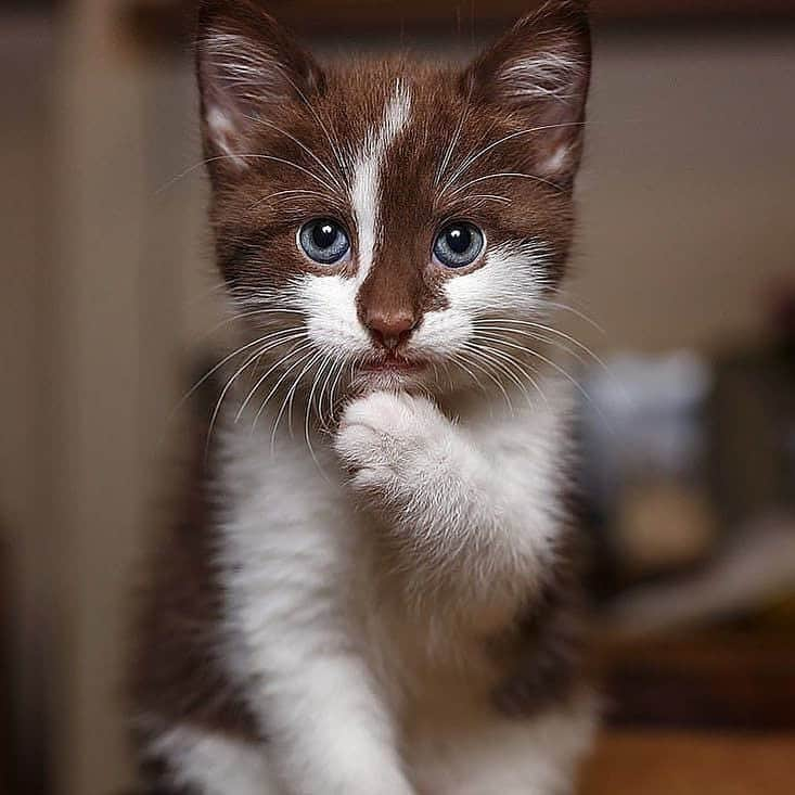 Cute Pets Dogs Catsさんのインスタグラム写真 - (Cute Pets Dogs CatsInstagram)「"Shhh, I'll tell you a little secret hooman. But bring me tuna first 🐟" 📩 Submit your cat’s photo to our contest email to be featured! ❤️ . . . From @_catdiaries_ . #kittens_of_world and follow us to be featured 😸😸 #kitty #cats #kitten #kittens #kedi #katze #แมว #猫 #ねこ #ネコ #貓 #고양이 #Кот #котэ #котик #кошка #chat #neko #gato #gatto #meow #kawaii #nature #pet #animal #instacat #instapet #mycat #catlover」6月3日 4時29分 - dailycatclub