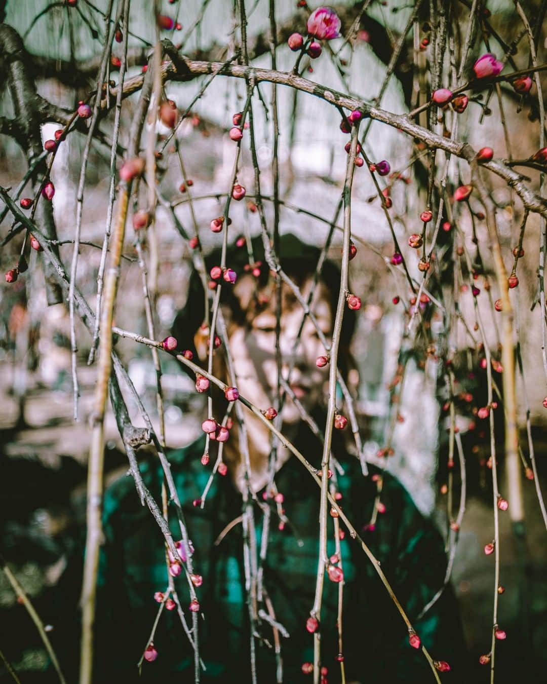 Tumblrさんのインスタグラム写真 - (TumblrInstagram)「Spring has sprung 🌸 — takahashiyoshikazu.tumblr.com⠀ #tumblrstaffpicks: @takahashiyoshikazu⠀ #photographersontumblr #spring #sakura」6月3日 4時35分 - tumblr