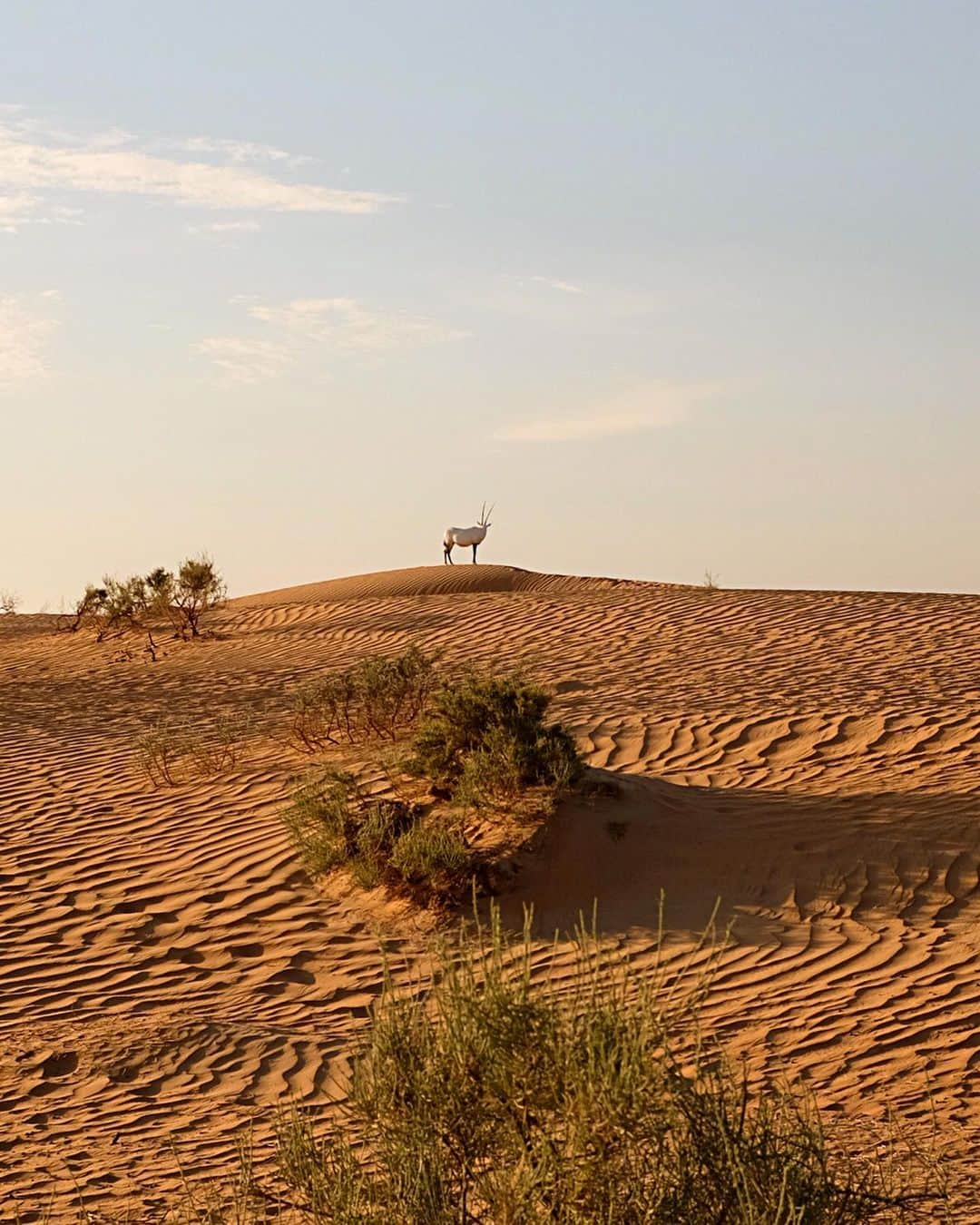 Bruno Gagliassoさんのインスタグラム写真 - (Bruno GagliassoInstagram)「ALMAHA! ❤️ ps: procure saber.... @gio_ewbank sequência #2 Tem até uma foto de paisagem....☝🏽(mas só uma!) #deserto #férias 🌵🔥🐪📷 #behappyviagens #ad」6月3日 5時41分 - brunogagliasso