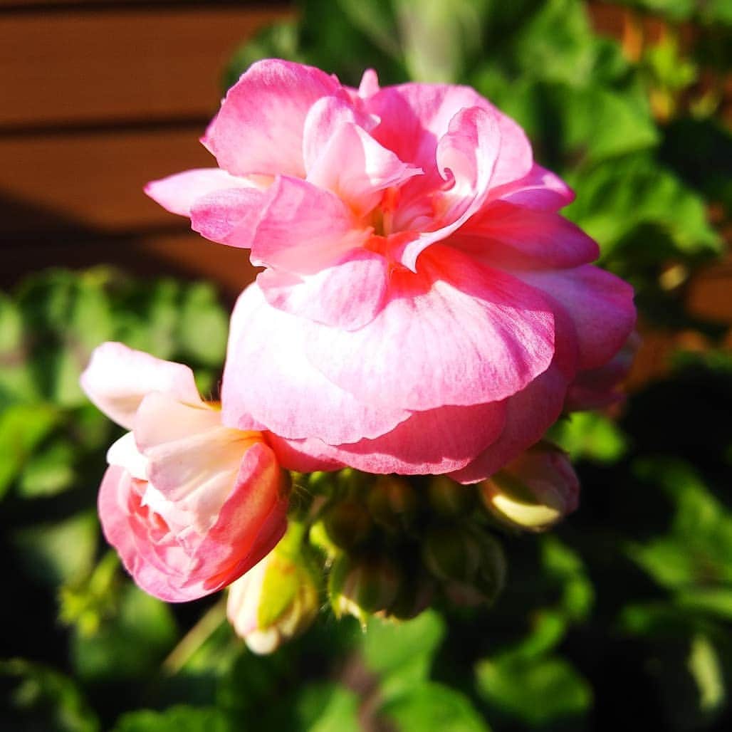 みながわゆみさんのインスタグラム写真 - (みながわゆみInstagram)「#おはようございます #今日も素敵な一日を #ゼラニウム #ゼラニウム大好き #ピンク #きれい #かわいい #癒される #はな #花 #flower #はなまっぷ #花まっぷ #花の写真 #花写真 #花撮り #花好きな人 #花好きな人と繋がりたい #写真好き #写真好きな人と繋がりたい」6月3日 6時59分 - nama.09.19