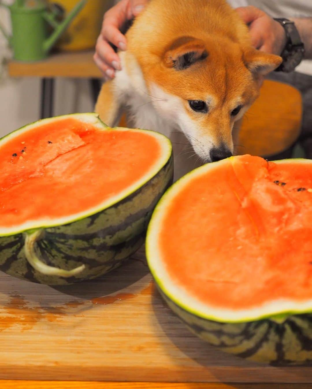 豆柴にこちゃんさんのインスタグラム写真 - (豆柴にこちゃんInstagram)「🐶🍉 おはよー たもつくんち @tamostagram0821 に頂いた、とみさとスイカ🍉、 鏡開きしました。 . 大きくて我が家の包丁では 長さが足りない😂 . 水分たっぷりで甘くて ものすごくおいしかった❣️ にこにもあげたらカシュカシュ食べてたよー☺️ . まだまだたくさんあるから、 食べるの楽しみ✨ . #柴犬#豆柴#pecoいぬ部#犬#わんこ#犬#ここ柴部#shibainu#dog#mameshiba#pecotv#dog#いぬのきもち部#しばいぬ#しばけん#こいぬ#シバイヌ#いぬ#イヌ#赤柴#マメシバ#ペット#日本犬#子犬#puppy#doggo#pet」6月3日 7時08分 - nikochan.mame48