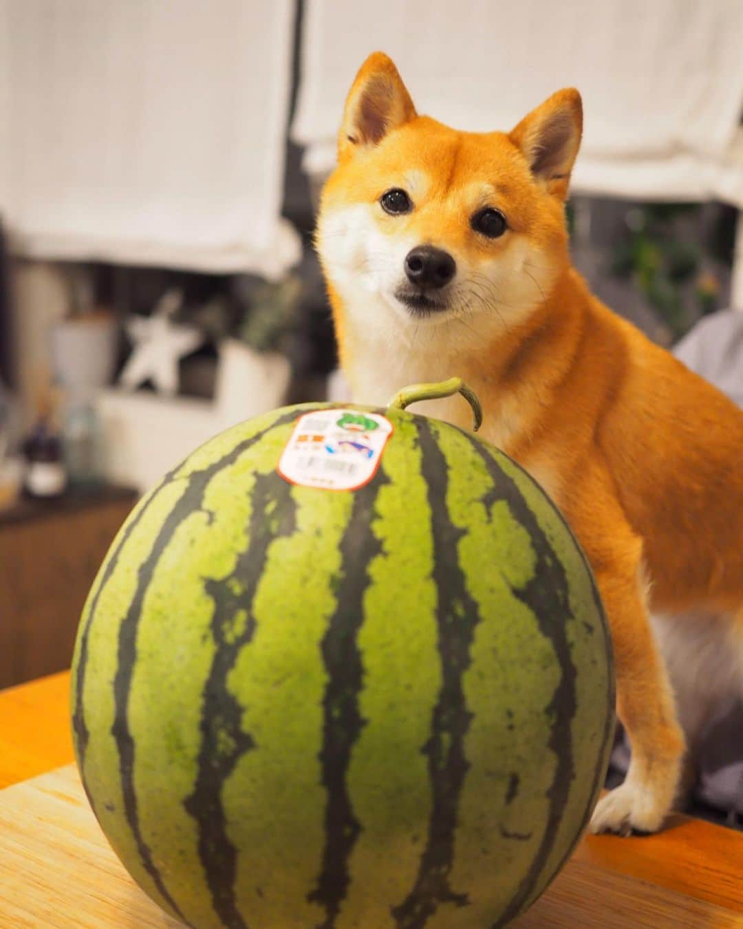 豆柴にこちゃんさんのインスタグラム写真 - (豆柴にこちゃんInstagram)「🐶🍉 おはよー たもつくんち @tamostagram0821 に頂いた、とみさとスイカ🍉、 鏡開きしました。 . 大きくて我が家の包丁では 長さが足りない😂 . 水分たっぷりで甘くて ものすごくおいしかった❣️ にこにもあげたらカシュカシュ食べてたよー☺️ . まだまだたくさんあるから、 食べるの楽しみ✨ . #柴犬#豆柴#pecoいぬ部#犬#わんこ#犬#ここ柴部#shibainu#dog#mameshiba#pecotv#dog#いぬのきもち部#しばいぬ#しばけん#こいぬ#シバイヌ#いぬ#イヌ#赤柴#マメシバ#ペット#日本犬#子犬#puppy#doggo#pet」6月3日 7時08分 - nikochan.mame48