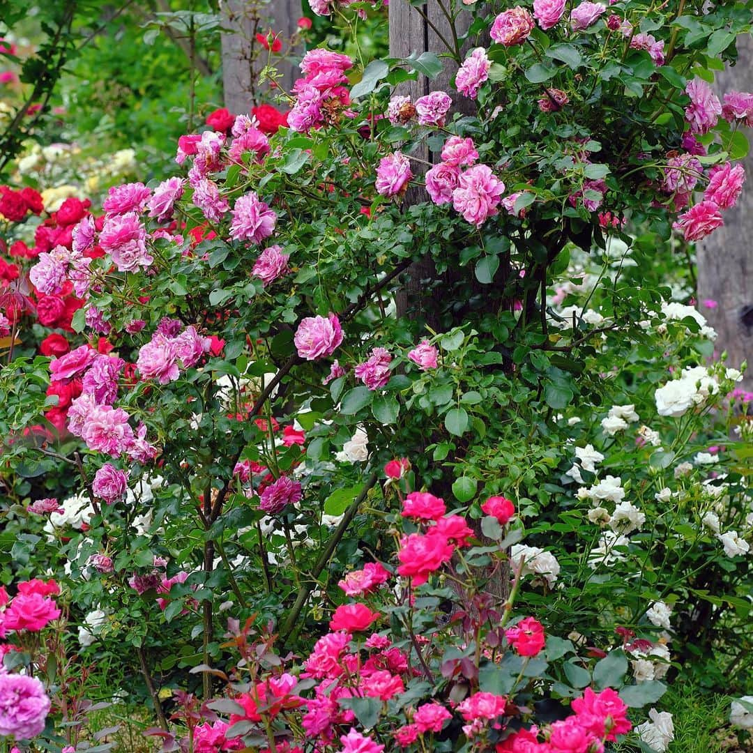 プンクマさんのインスタグラム写真 - (プンクマInstagram)「薔薇の森 #ドリプレローズガーデン #薔薇 #写真 #landscape」6月3日 7時02分 - pnkm913