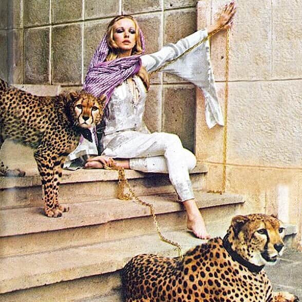 ベックスロックスさんのインスタグラム写真 - (ベックスロックスInstagram)「Sunday stroll. #MaudieJames by Norman Parkinson #1969 for Vogue. 🐾🐾🐾 . . . . .  #roxonajourney #cheetas #wildcats #vintagevogue #normanparkinson #10yrs10icons #felines #sundayvibes #familytime #editorial #styleinspo」6月3日 7時05分 - rcollectivestudio