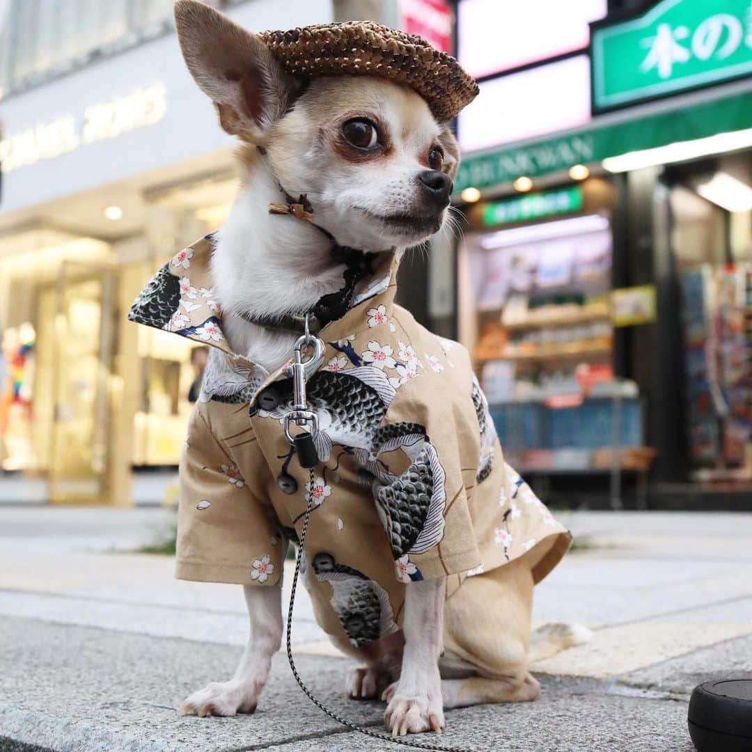 紋次郎さんのインスタグラム写真 - (紋次郎Instagram)「Happy Monday  週末撮れた素敵すぎる写真達を整理中♪ すごく可愛いの、あるでー😊😘 明け方、今日が休みという夢を見たもんだから休みの気分が抜けない（笑）  #dog#dogstagram#instadog#chihuahua#barkbox#mydogiscutest#buzzfeed#dog_features#fluffypack#barkpack#dogsofinstaworld#dogsofinstagram#犬#チワワ#手作り#handmade#着物#fashion#紋次郎一家#チーム茶#ふわもこ部#igersjp#peco犬部#dogsofinstagram#dogfashion#excellent_dogs」6月3日 7時12分 - montjiro