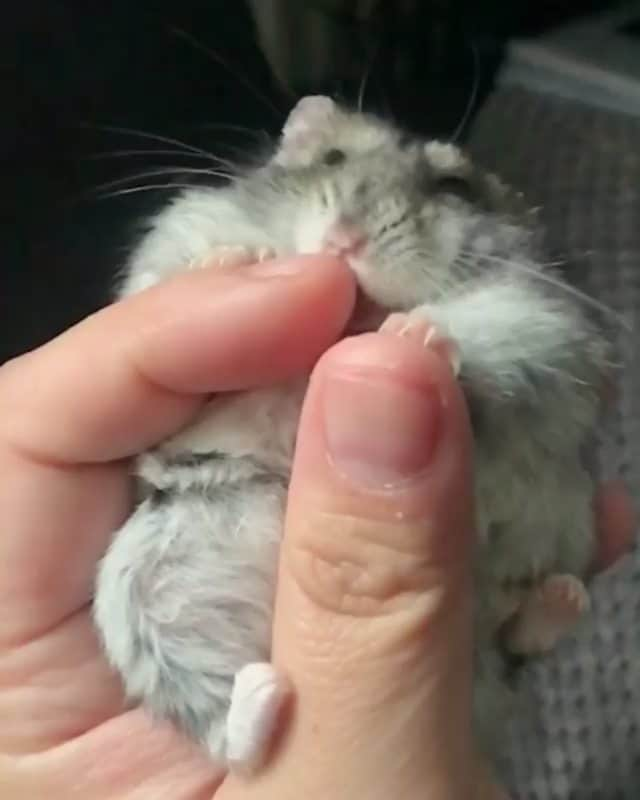 Cute baby animal videos picsのインスタグラム