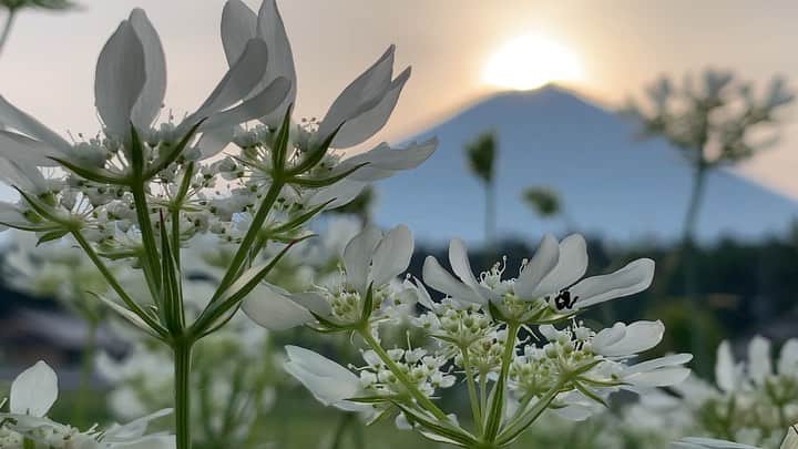 phantastic420のインスタグラム：「. 🤩🤩“Shizuoka” prefecture in Japan is a place where you can see the most “phantastic” Mt. Fuji🗻 in the world.🤩 #富士山 #mtfuji #japan #shizuoka #fujinomiya  #phantastic420photography #mostphantasticmtfuji #selamatpagi  #goodmorning  #おはようございます 😇😇😇😇😇😇😇🗻😇😇」