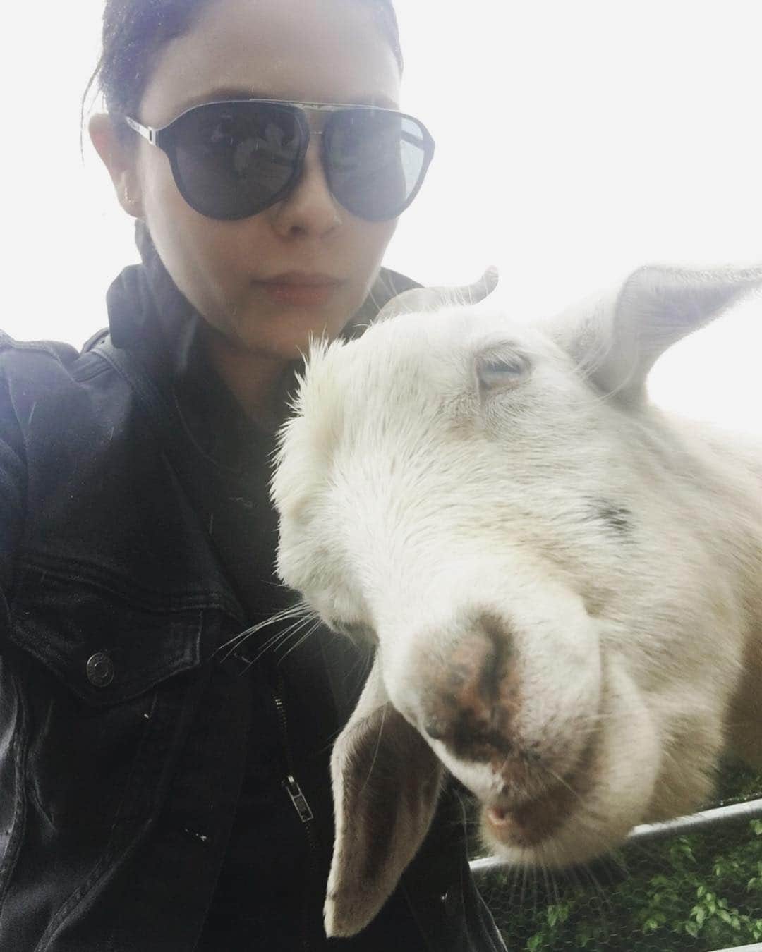 ミシェル・トラクテンバーグさんのインスタグラム写真 - (ミシェル・トラクテンバーグInstagram)「Resting goat face #selfie.  Olivia is a baby goat @bigheartranch in Malibu. She likes long walks down the hill, grapes, head nuzzles and sitting on your lap. If Olivia is your type of lady, please follow @bigheartranch, #donate and #help keep this beautiful gal prancing in #love. ❤️」6月3日 7時51分 - michelletrachtenberg