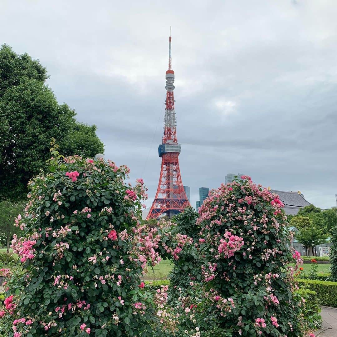 くろさんのインスタグラム写真 - (くろInstagram)「たわ！ #🗼 #tokyotower #東京タワー #芝公園 #shibapark #増上寺 #zojoji #starbucks #starbuckslatte #starbuckscoffee #スタバ #スタバラテ #スターバックス #スターバックスラテ #スターバックスコーヒー #スターバックスコーヒー芝大門店 #tokyo_instagram」6月3日 8時09分 - m6bmw