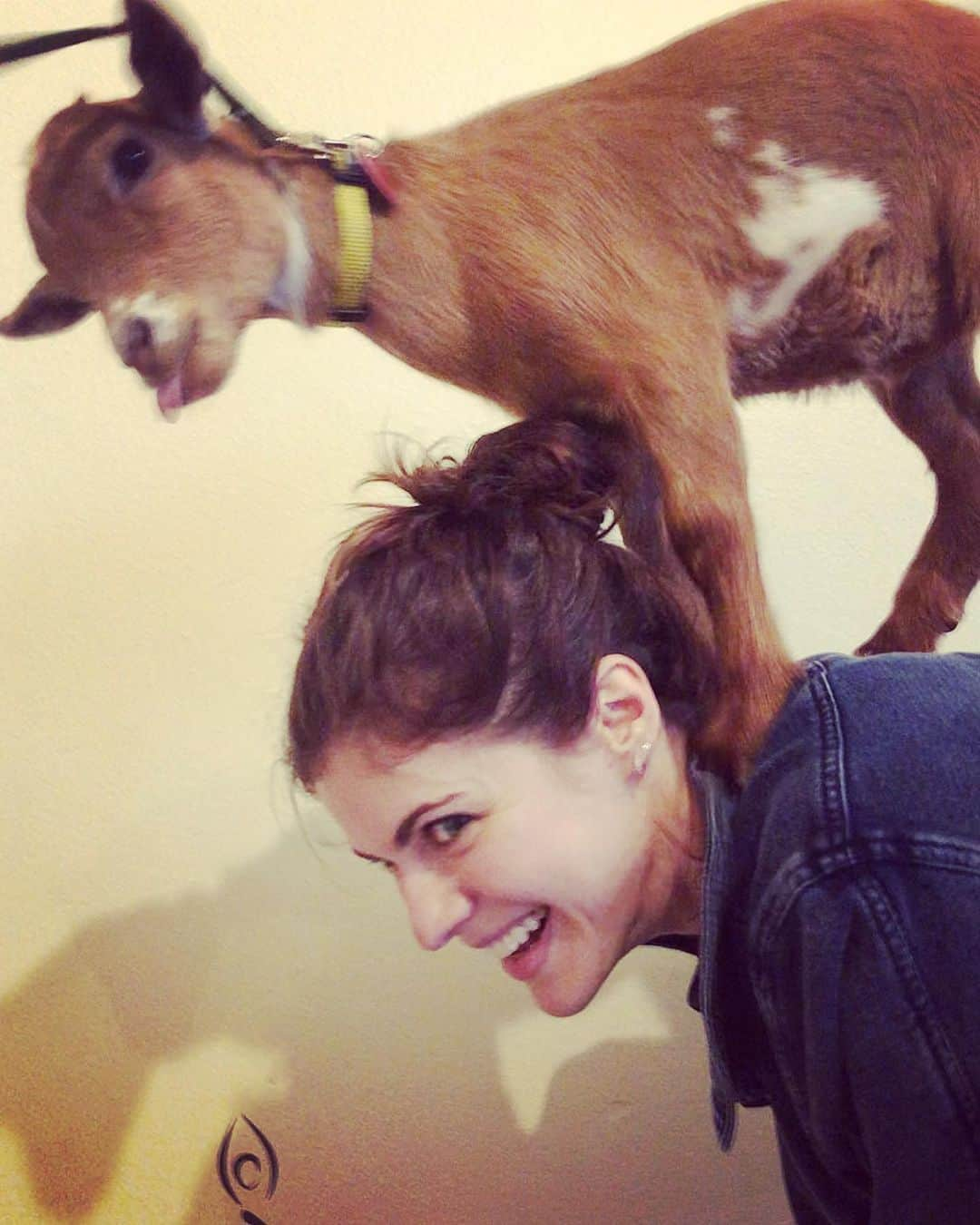 アレクサンドラ・ダダリオさんのインスタグラム写真 - (アレクサンドラ・ダダリオInstagram)「🐐」6月3日 8時12分 - alexandradaddario