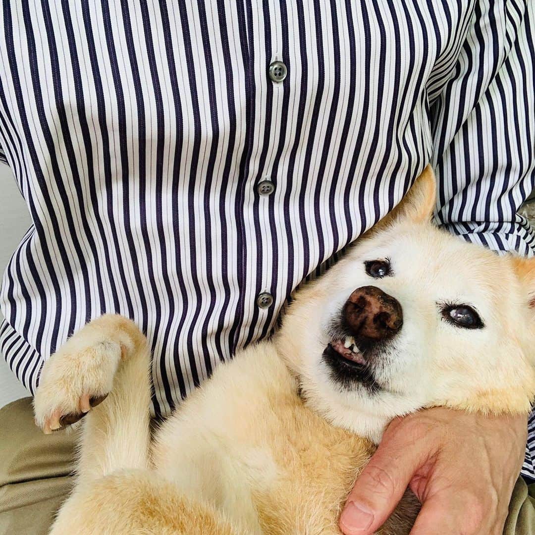 西川進さんのインスタグラム写真 - (西川進Instagram)「久々ですが、、、 愛犬カルは元気です、、、。 頑張って生きています、、、。 ふふふ、、、。 #空　#雲　#宇宙　#西川進　#ギタリスト　#モッズスタイル　#guitarist #guitar #大事に思う気持ち　#季節を感じていきたい　 #愛犬 #カル　　#自宅スタジオ　　#Stella_Studio_M」6月3日 8時13分 - susumu_nishikawa_5