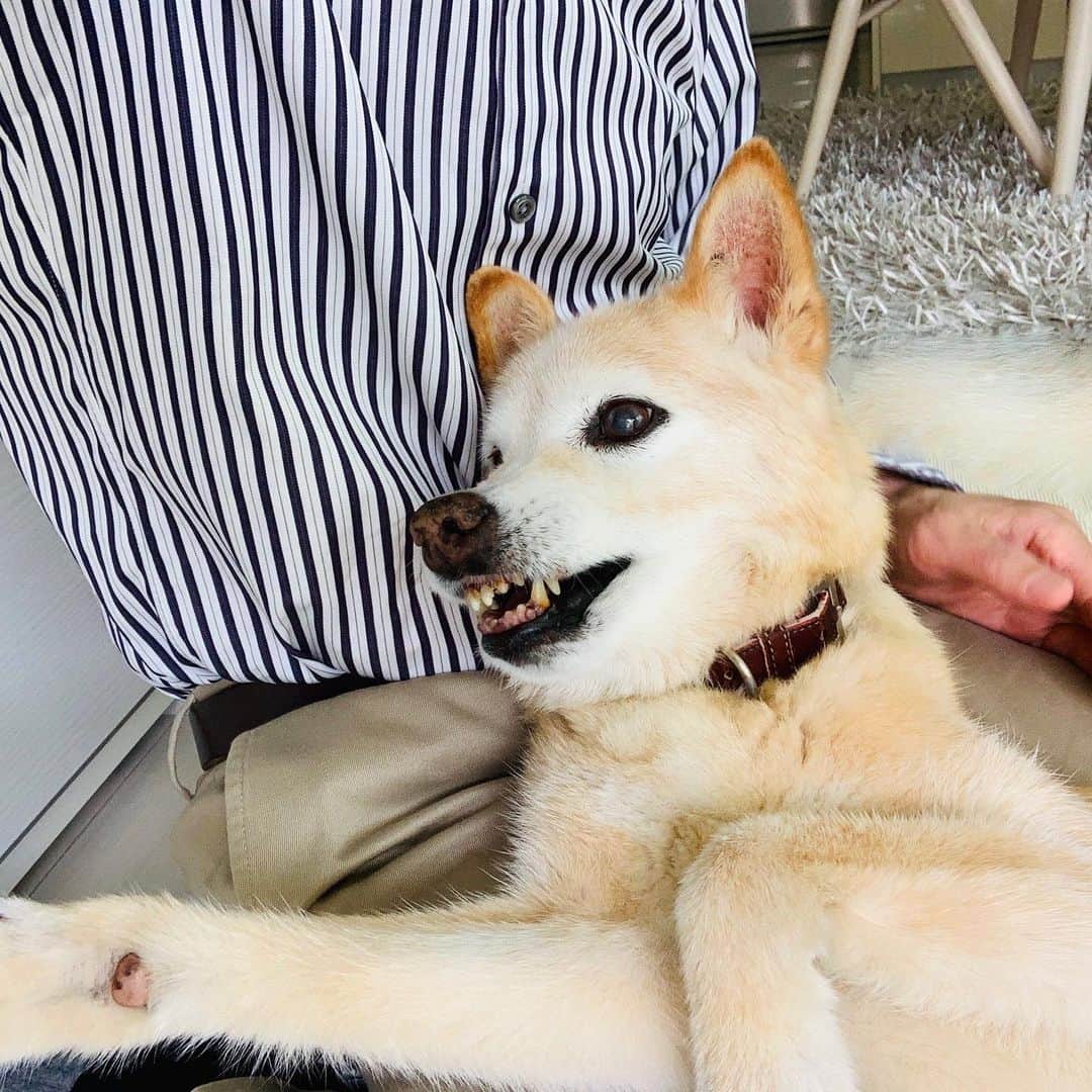 西川進さんのインスタグラム写真 - (西川進Instagram)「久々ですが、、、 愛犬カルは元気です、、、。 頑張って生きています、、、。 ふふふ、、、。 #空　#雲　#宇宙　#西川進　#ギタリスト　#モッズスタイル　#guitarist #guitar #大事に思う気持ち　#季節を感じていきたい　 #愛犬 #カル　　#自宅スタジオ　　#Stella_Studio_M」6月3日 8時13分 - susumu_nishikawa_5