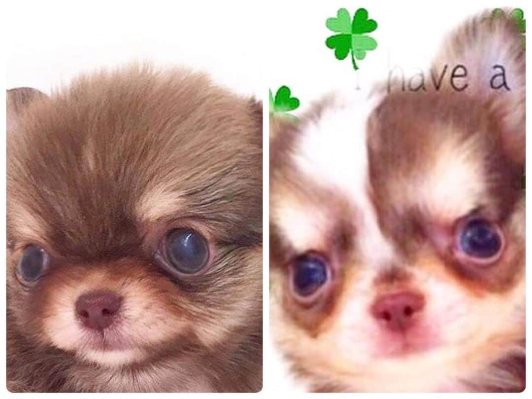 kayoのインスタグラム：「* * もうすぐ2歳の くりお  もうすぐ5歳の らいちん * * ふたりのパピーの頃👶👶 * * らいちんは面影あるけど くりおは全然違う😂 * * kulio💗Lychee * * #パピー #懐かしい #chihuahua#chihuahualove#dogstgram#dog#instadog#チワワ#チワワ大好き * *」