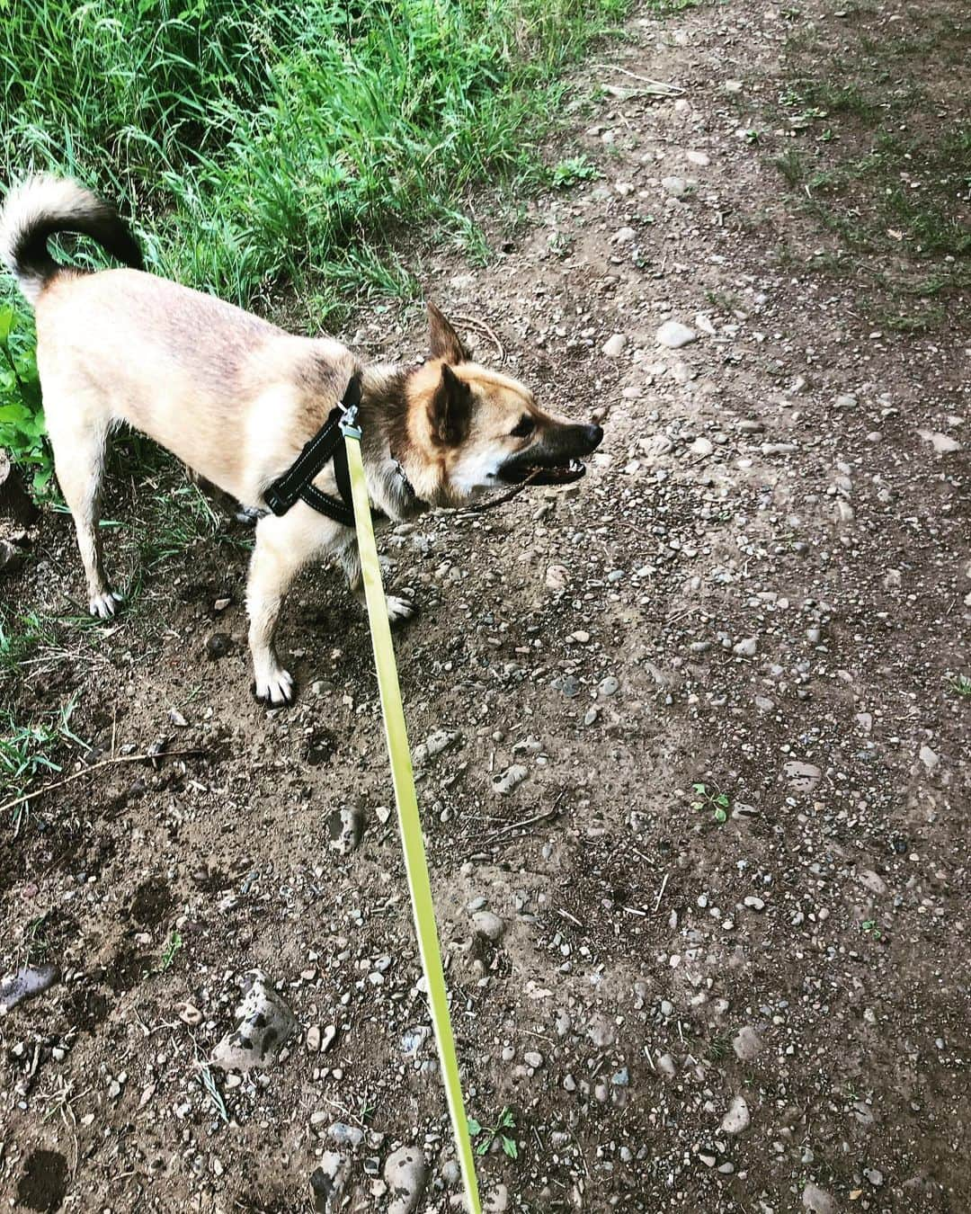 佐々木海さんのインスタグラム写真 - (佐々木海Instagram)「今日の枝はこれ。なんだー、川の中にいっぱい枝あるやーん✨ #東京枝コレクション #枝コレ #犬 #イヌ #イヌスタグラム #いぬすたぐらむ #犬バカ部 #いぬばか部 #ふわもこ部 #いぬら部 #犬のいる暮らし #保護犬 #元野犬 #雑種 #雑種犬 #ビビり犬 #里親 #保護犬を家族に #保護犬を飼おう #殺処分ゼロ #dog #dogs #dogstagram #doglove #doglover #doglovers #doglife #dogslife #rescuedog #rescueddog」6月3日 8時38分 - umi_carnelian