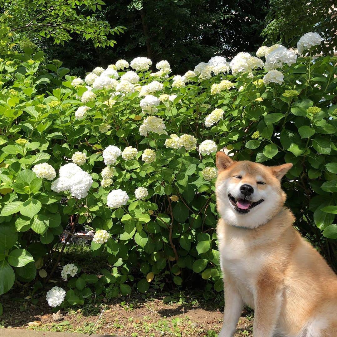 まる（まるたろう）さんのインスタグラム写真 - (まる（まるたろう）Instagram)「Be smiling on Monday ✨🐶😄✨おはまる〜 そろそろ紫陽花が咲き出す季節だね〜 #上野公園の紫陽花はいっぱい咲くけど #他にもおススメあるなら教えてね #まるが行ける場所なら行きたいから #月曜日は笑顔で頑張る日」6月3日 8時39分 - marutaro