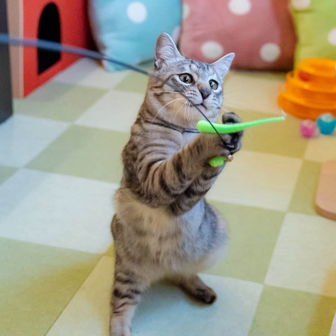 マアルのインスタグラム：「レオちゃん #🐱 #猫好きさんと繋がりたい #北海道 #旭川市 #ペットホテル #キジトラ」