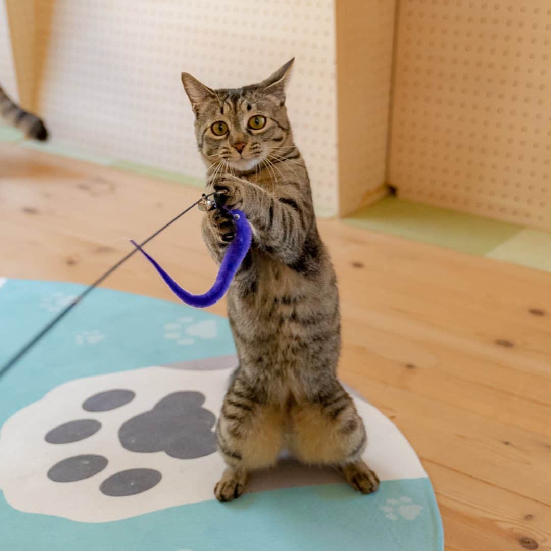 マアルのインスタグラム：「チャチャちゃん #🐈 #猫好きさんと繋がりたい #北海道 #旭川市 #ペットホテル #キジトラ」
