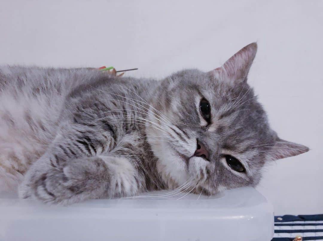 Pancakeのインスタグラム：「Why is it Monday? 😔 #catkote #cats #catstagram #catsoninstagram #catsofinstagram #catoftheday #kittygram #kittensoninstagram #kittensofinstagram #sgcats #pets #petlovers #pancake #petstagram  #instagramcats #munchkincats #neko #ねこ #マンチカン」