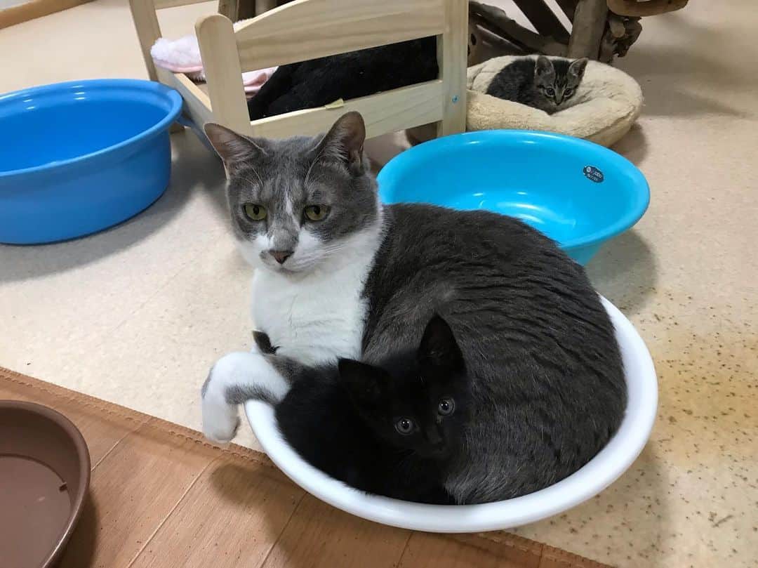 猫カフェきぶん屋さんのインスタグラム写真 - (猫カフェきぶん屋Instagram)「‪いやーー！！‬ ‪かわいすぎるーー‼️‼️‼️‬ ‪一緒に洗面器入ってるーーーー‼️‼️‬ #きぶん屋 #猫 #ネコ #保護猫」6月3日 9時07分 - nekocafekibunya