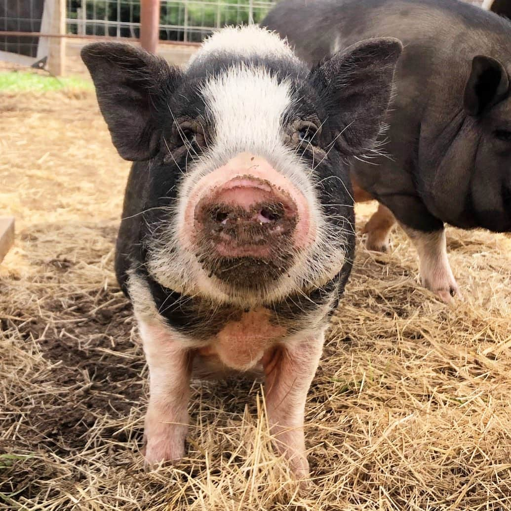 ウィットニー・カミングスさんのインスタグラム写真 - (ウィットニー・カミングスInstagram)「Joe the pig update. He’s pig AF at @centraltexaspigrescue. How many pounds do you think he weighs now? (When I found him he was 5!)」6月3日 9時15分 - whitneycummings