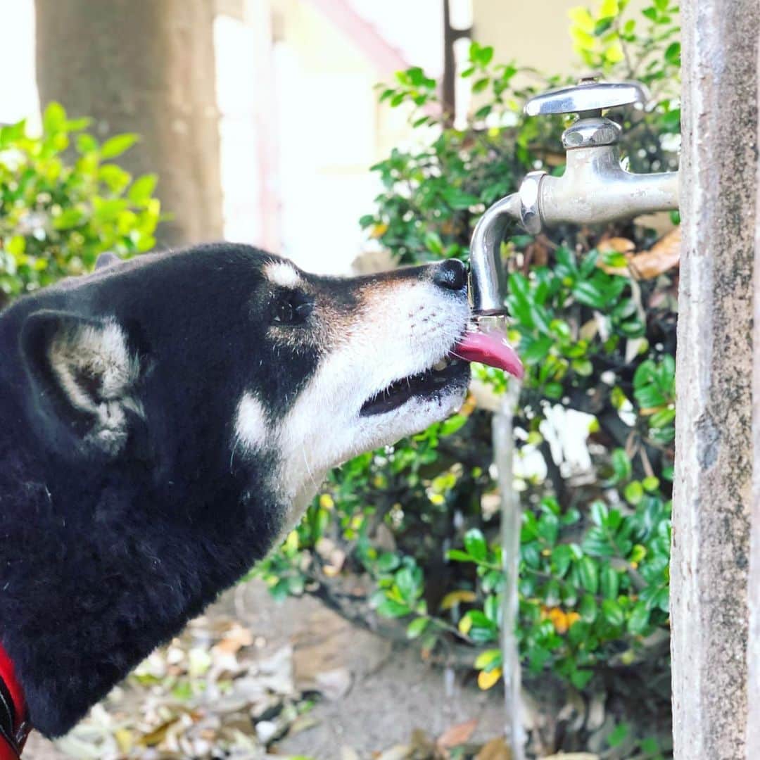 小川博永さんのインスタグラム写真 - (小川博永Instagram)「朝は涼しかったけど、日が出たら暑い。  #今朝まる #ししまる #dog #dogs #柴犬 #黒柴」6月3日 9時27分 - ogawahironaga