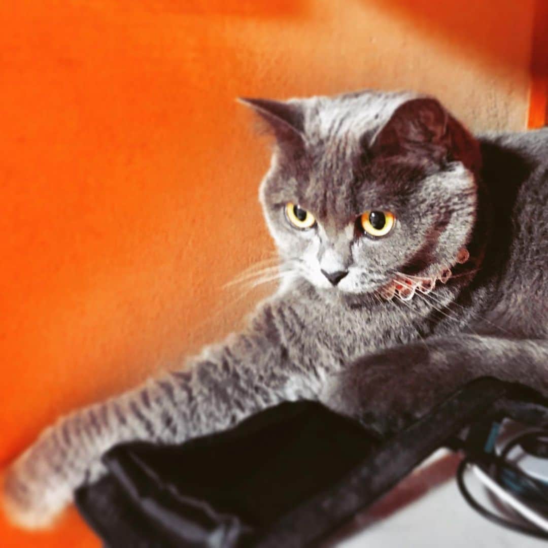 チキン南蛮カレーのルウ王子のグルメインスタ