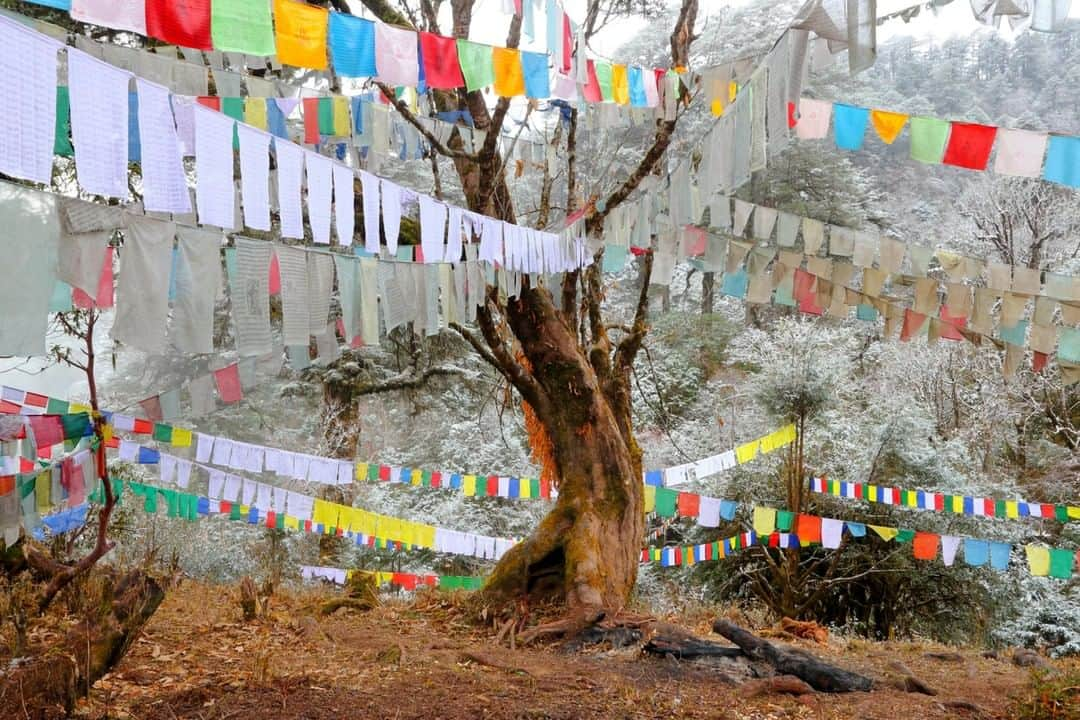 National Geographic Travelさんのインスタグラム写真 - (National Geographic TravelInstagram)「Photo by @christianziegler | An ancient tree covered with prayer flags and frost near Dochula Pass, Bhutan at 3000m in the Himalayas. @insidenatgeo #Bhutan #Conservation #PrayerFlags Follow me @christianziegler for more travel and nature stories.」6月3日 10時00分 - natgeotravel