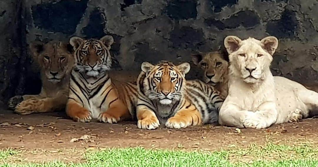 Black Jaguar-White Tiger さんのインスタグラム写真 - (Black Jaguar-White Tiger Instagram)「#KingDavidsPrideBJWT #SaveLions #SaveTigers  Pic by @nico.curia」6月3日 10時08分 - blackjaguarwhitetiger