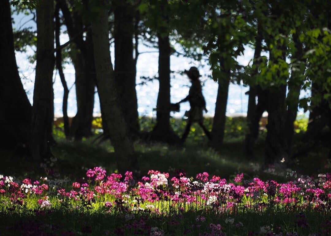 TOBU RAILWAY（東武鉄道）さんのインスタグラム写真 - (TOBU RAILWAY（東武鉄道）Instagram)「. 🚩Senjugahama 🚩千手ヶ浜 🚩센주가하마 . [Let's go to Nikko Senjugahama to enjoy Japanese primrose!] . "Senjugahama" is located west of Lake Chuzenji. It is a very quiet place and is also a popular spot in Oku-Nikko. The season of Japanese primrose, which usually starts blooming around June until early July, is beautiful and attracts visitors. As it is located in an area where ordinary cars are not allowed to pass, you can take a Low Emission Bus or you can board the Senjugahama course at Lake Chuzenji cruising. . . 【닛코 센주가하마에 구린소(일본 앵초)를 보러 가자!】 . 주젠지 호의 서쪽에 '센주가하마'가 있습니다. 참 고즈넉한 곳으로 오쿠닛코에서도 인기 있는 명소입니다. 그 중에서도 매년 6월 무렵부터 피기 시작해 7월 초순 무렵까지 즐길 수 있는 구린소(일본앵초) 시즌에는 그 아름다운 풍경에 방문객들이 매료됩니다. 센주가하마는 일반 차량의 통행이 금지되어 있는 지역이어서 저공해 버스(Low Emission Bus)로 가거나 주젠지 호 크루징 중에서 센주가하마 코스에 승선해서 갈 수 있습니다. . . . #tobujapantrip #japan #nikko #senjugahama #okunikko #japanlandscape  #photo_shorttrip #photo_travelers  #jp_gallery #instatravel #worldcaptures #nationalgeographic#visitjapan #travelingram #bestjapanpics #lovejapan #japan_of_insta #art_of_japan_  #beautifuljapan #닛코 #풍경스타그램 #여행스타그램 #여행 #일본여행 #여행기록 #여행스냅 #일본체험 #센주가하마」6月3日 10時10分 - tobu_japan_trip