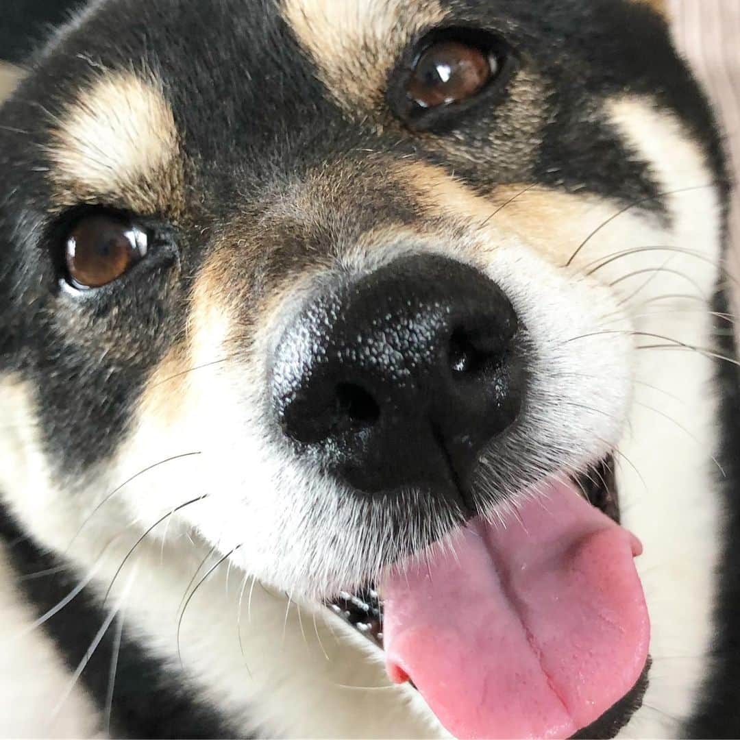 vo_coのインスタグラム：「🐶 “これまでとは違うシチュエーションで” “これまでとは違うアングルで” ってことに囚われてた時期もあったけど、 “こたつが可愛ければいいや” という境地に至ったアカウントがこちらになりますこんにちは！ * #いぬかわいい #黒トリュフ付いてます #shibastagram #instashiba #shiba #shibainu #黒柴 #柴犬」