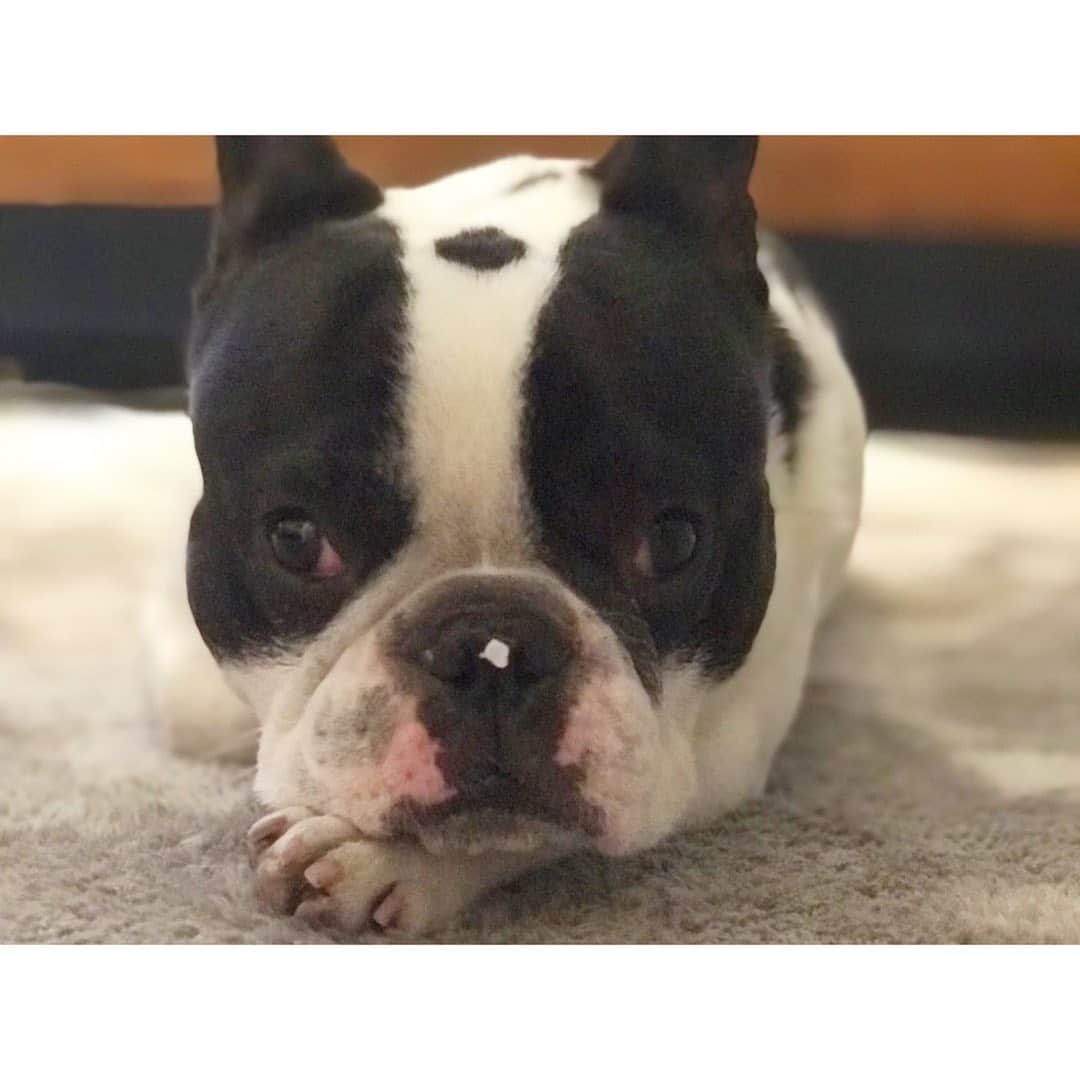 中田奈沙さんのインスタグラム写真 - (中田奈沙Instagram)「I am bored☹️ 鼻になんかついてる🤔 * * #frenchbulldog #frenchie #dog #pet #buhi #borning #instadog #dogstagram #goodmorning #gm #morning #family #sleepy #cutie #フレンチブルドッグ #フレブル #犬 #ペット #愛犬 #家族 #ブヒ #暇 #退屈 #おはよう #朝 #眠い #犬バカ #犬バカ部 #親バカ #いぬすたぐらむ」6月3日 10時16分 - nasa_nakada