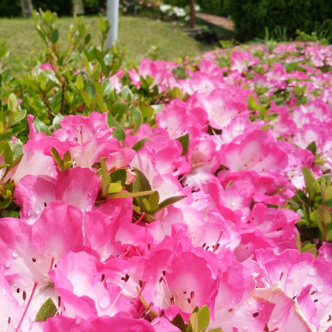 ホテルアンビエント伊豆高原のグルメインスタ