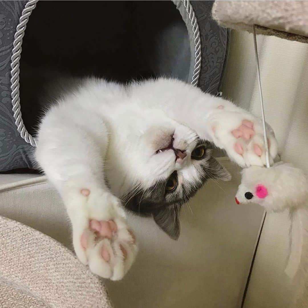 Petioのインスタグラム